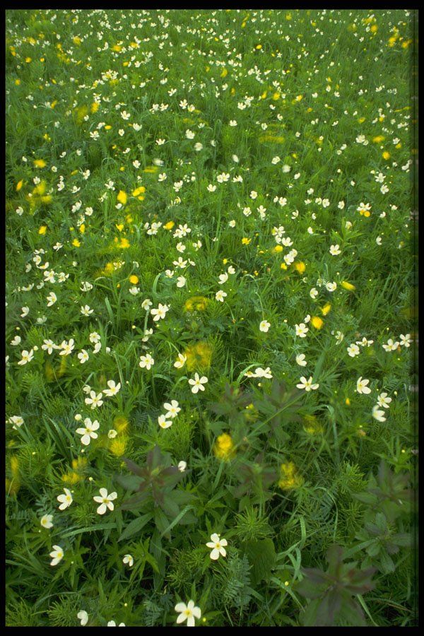 423098 Buttercups And Thimbleweed A4 Photo Print