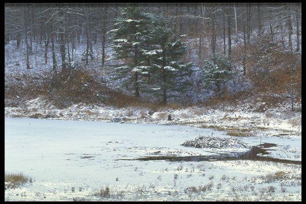 424001 Beaver Lodge And Pond, Quebec, Canada. A4 Photo Print