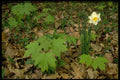 424002 Daffodil And Maple Saplings, Quebec, Canada. A4 Photo Print