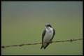 424003 Tree Swallow, Quebec, Canada. A4 Photo Print
