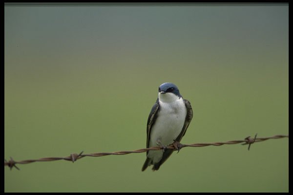 424003 Tree Swallow, Quebec, Canada. A4 Photo Print