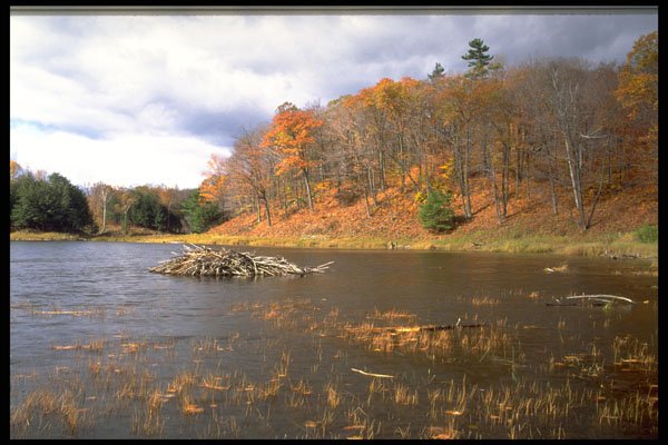 424004 Beaver Lodge And Pond, Quebec, Canada. A4 Photo Print