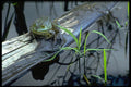 424005 Frog In A Beaver Pond, Quebec, Canada. A4 Photo Print