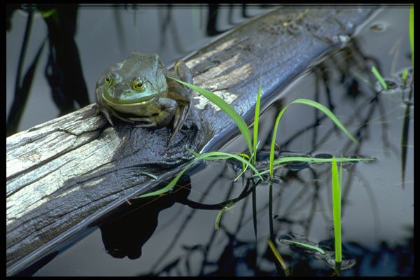 424005 Frog In A Beaver Pond, Quebec, Canada. A4 Photo Print