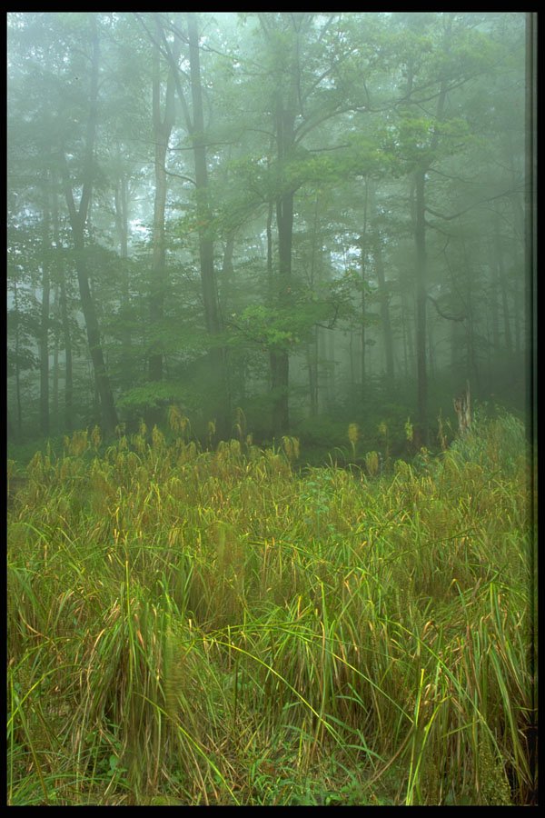 424006 Grass And Mist enshrouded Maple Forest, Quebec, Canada. A4 Photo Print