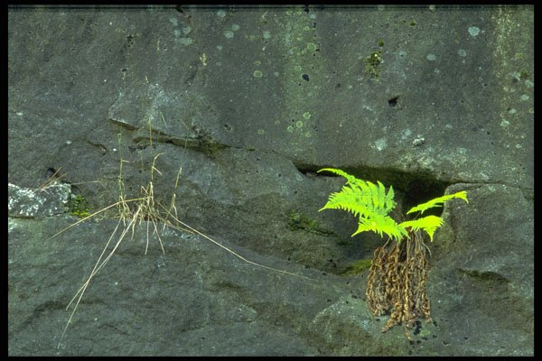 424007 Fern And Grass On A Cliff Face, Quebec, Canada. A4 Photo Print