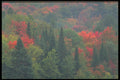 424009 Mixed Hardwood Forest, Quebec, Canada. A4 Photo Print