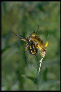 424010 Spider And Grasshopper, Canada. A4 Photo Print