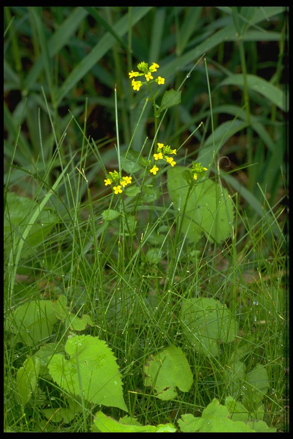 424011 Common Winter Cress, Quebec, Canada. A4 Photo Print
