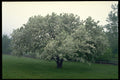 424012 Crab Apple Tree, Quebec, Canada A4 Photo Print