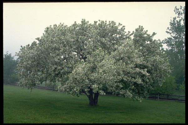 424012 Crab Apple Tree, Quebec, Canada A4 Photo Print