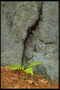 424013 Fern And Granitic Rock, Quebec, Canada. A4 Photo Print