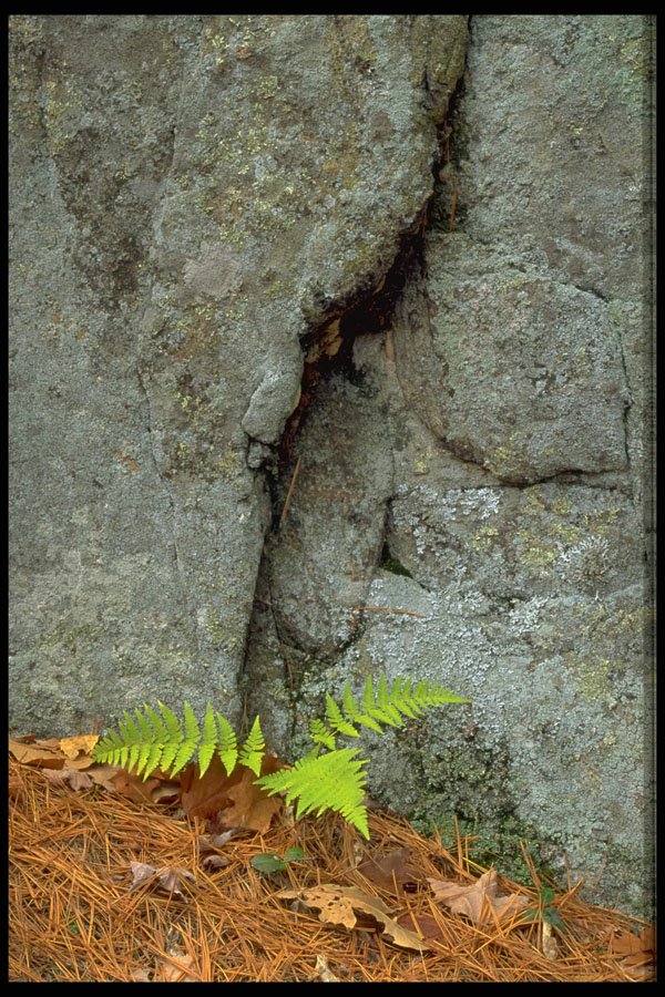 424013 Fern And Granitic Rock, Quebec, Canada. A4 Photo Print