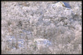 424014 Hoar frost Laden Hardwood Forest, Quebec, Canada. A4 Photo Print