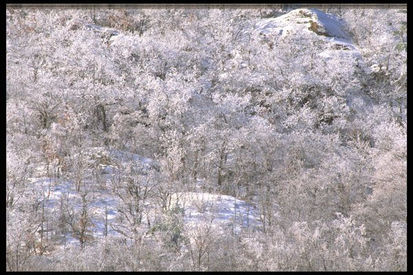 424014 Hoar frost Laden Hardwood Forest, Quebec, Canada. A4 Photo Print