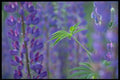 424016 Garden Lupines, Quebec, Canada A4 Photo Print