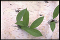 424017 Trout Lily Leaves And Birch Bark, Quebec, Canada. A4 Photo Print