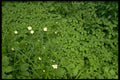 424018 Thimbleweed, Quebec, Canada. A4 Photo Print