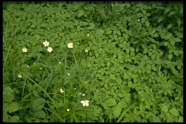 424018 Thimbleweed, Quebec, Canada. A4 Photo Print