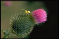 424019 Crab Spider On A Bull Thistle, Quebec, Canada. A4 Photo Print