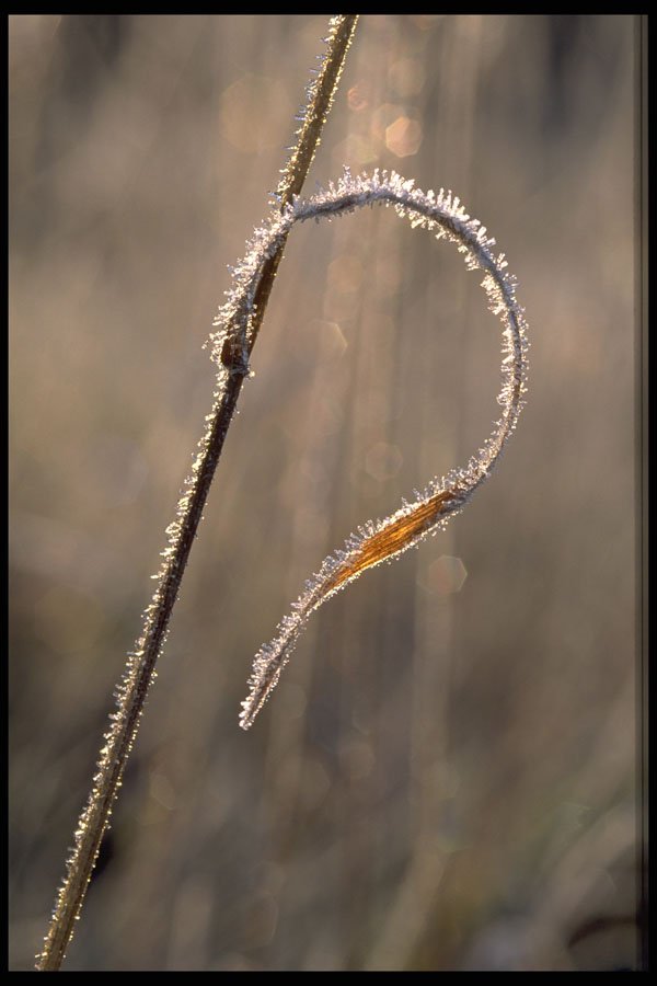 424021 Early Morning Hoar frost, Quebec, Canada. A4 Photo Print