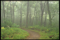 424022 Woodland Trail In Hardwood Forest, Quebec, Canada. A4 Photo Print