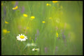 424024 Oxeye Daisy, Buttercups And Clover, Quebec, Canada. A4 Photo Print