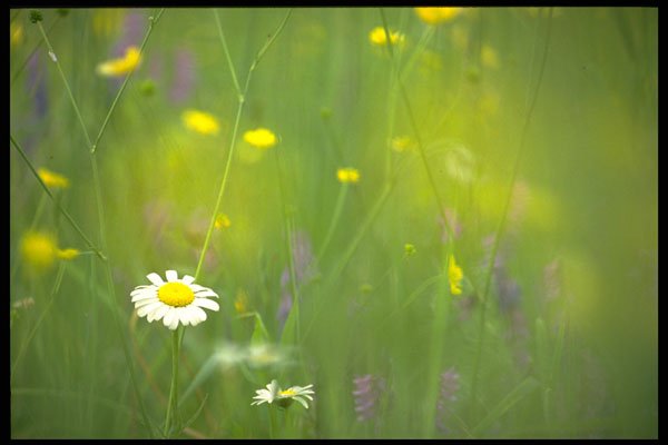 424024 Oxeye Daisy, Buttercups And Clover, Quebec, Canada. A4 Photo Print