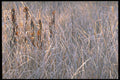 424025 Hoar frost On Marsh Grass, Quebec, Canada. A4 Photo Print
