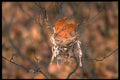 424026 Maple Leaf In A Bird's Nest, Quebec, Canada. A4 Photo Print