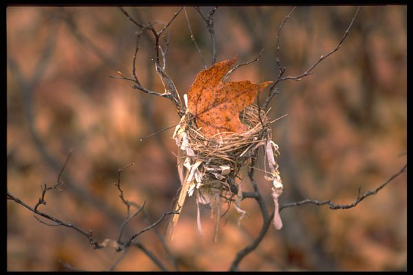 424026 Maple Leaf In A Bird's Nest, Quebec, Canada. A4 Photo Print