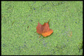 424027 Maple Leaf On A Beaver Pond, Quebec, Canada. A4 Photo Print