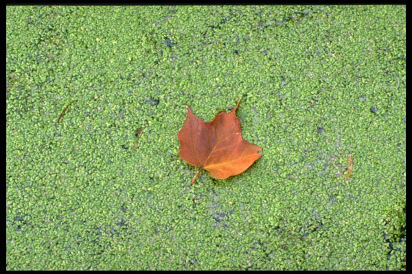 424027 Maple Leaf On A Beaver Pond, Quebec, Canada. A4 Photo Print