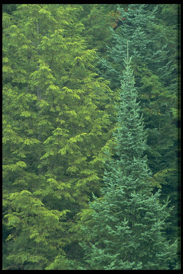 424028 Spruce And Cedar Forest, Quebec, Canada. A4 Photo Print