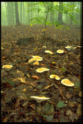 424029 Mushrooms In A Hardwood Forest, Quebec, Canada. A4 Photo Print