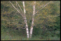 424030 White Birch Tree On The Edge Of A Forest, Quebec, Canada. A4 Photo Print