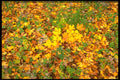 424031 Heart leaved Asters And Sugar Maple Leaves, Quebec, Canada. A4 Photo Print