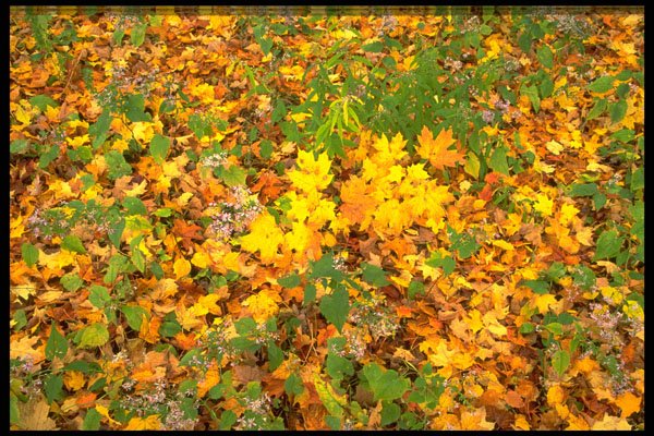 424031 Heart leaved Asters And Sugar Maple Leaves, Quebec, Canada. A4 Photo Print