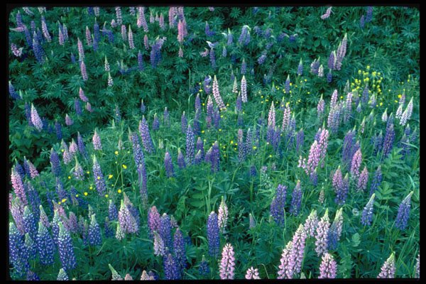 424032 Garden Lupines And Buttercups, Quebec, Canada. A4 Photo Print