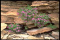 424033 Broad leaved Willow Herb, Northwest Territories, Canada. A4 Photo Print