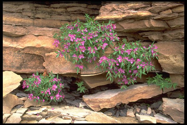 424033 Broad leaved Willow Herb, Northwest Territories, Canada. A4 Photo Print