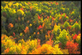 424035 Mixed Hardwood Forest, Quebec, Canada. A4 Photo Print