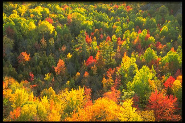424035 Mixed Hardwood Forest, Quebec, Canada. A4 Photo Print