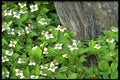 424036 Dogwood Flowers, Quebec, Canada. A4 Photo Print