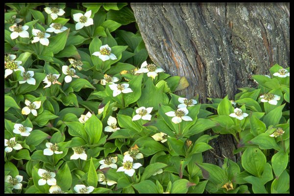 424036 Dogwood Flowers, Quebec, Canada. A4 Photo Print