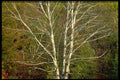 424037 White Birch On The Edge Of A Forest, Quebec, Canada. A4 Photo Print