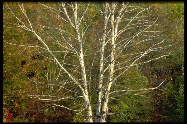 424037 White Birch On The Edge Of A Forest, Quebec, Canada. A4 Photo Print