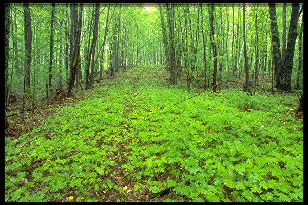424038 Pioneer Road Being Reclaimed By The Forest, Quebec, Canada. A4 Photo Print