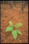 424039 Fern In A Pine Forest, Quebec, Canada. A4 Photo Print