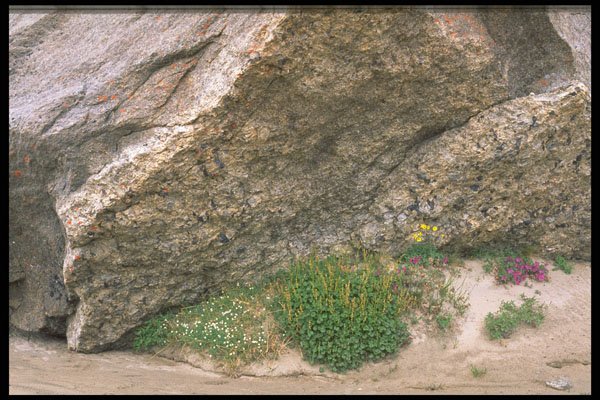 424041 Wild Flowers, Baffin Island, Northwest Territories, Canada. A4 Photo Print
